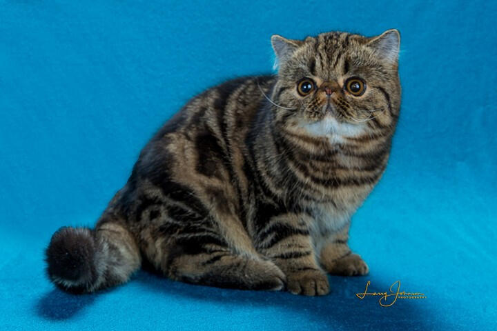Apollo - Sire