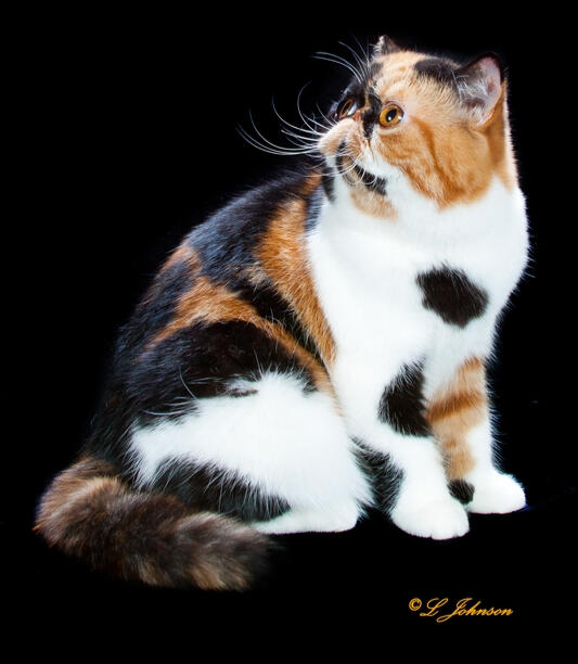 Fabulous