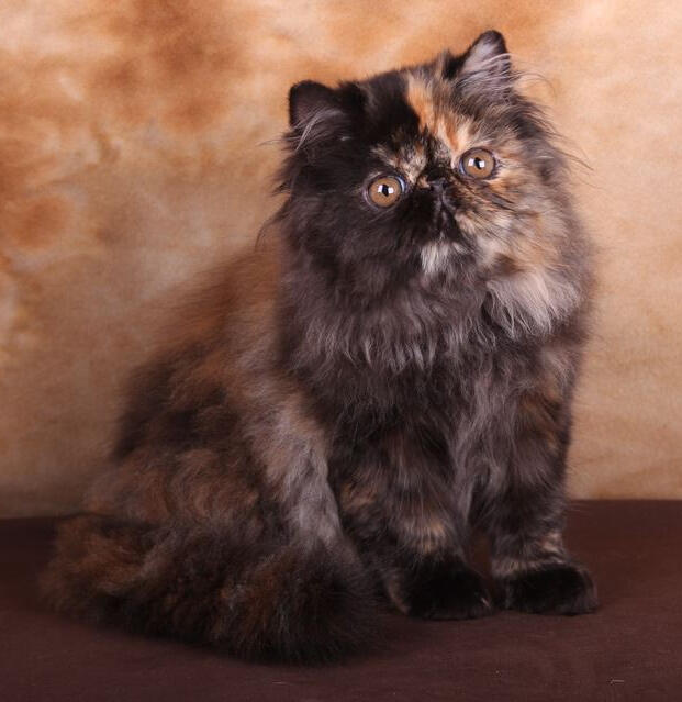 Penelope